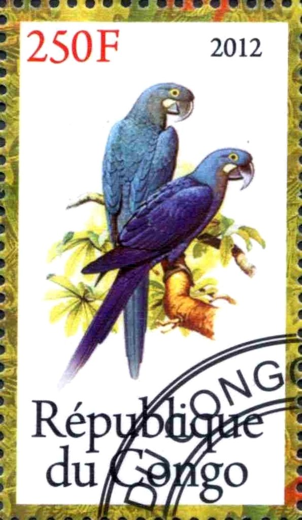 Parrots