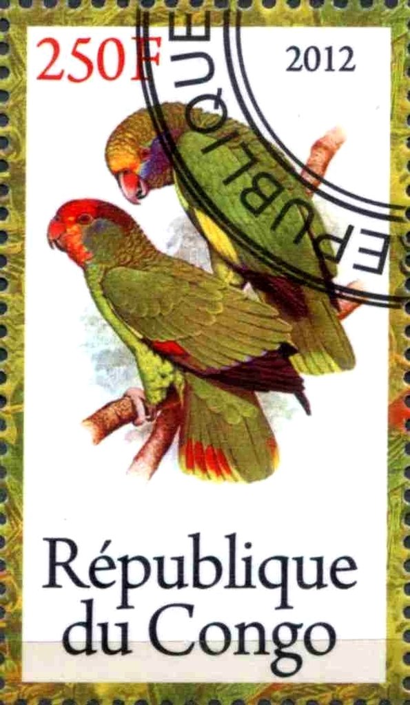Parrots