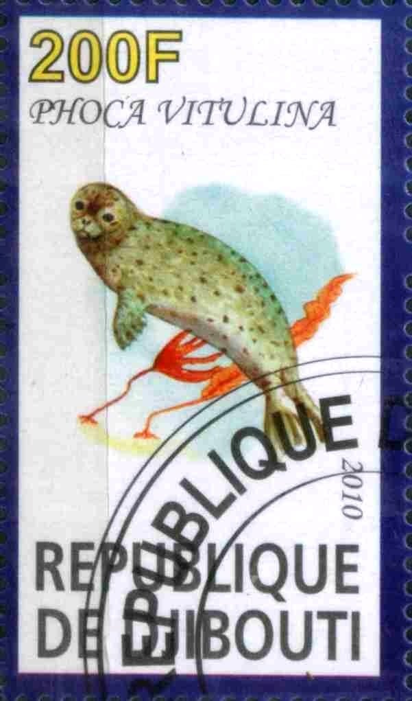 Phoca Vitulina