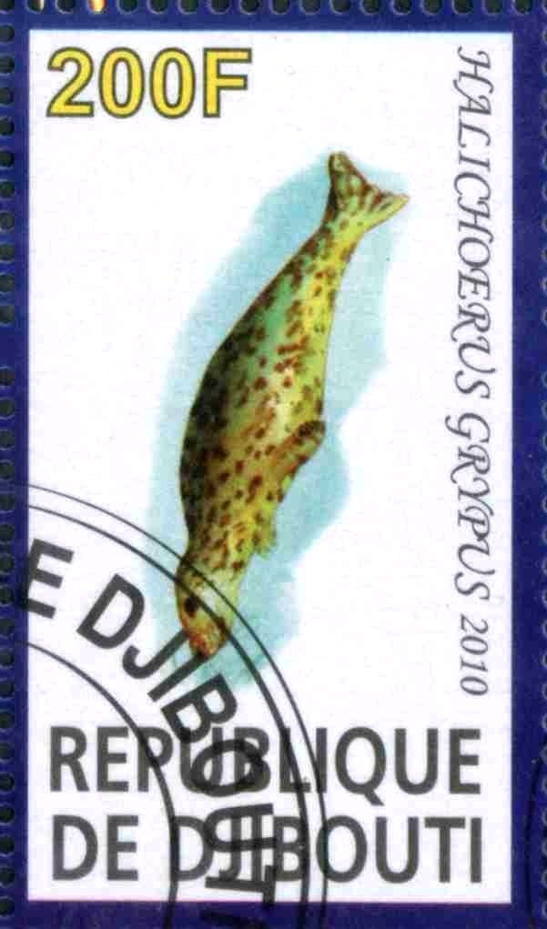 Halichoerus Grypus