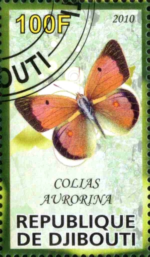 Colias Aurorina