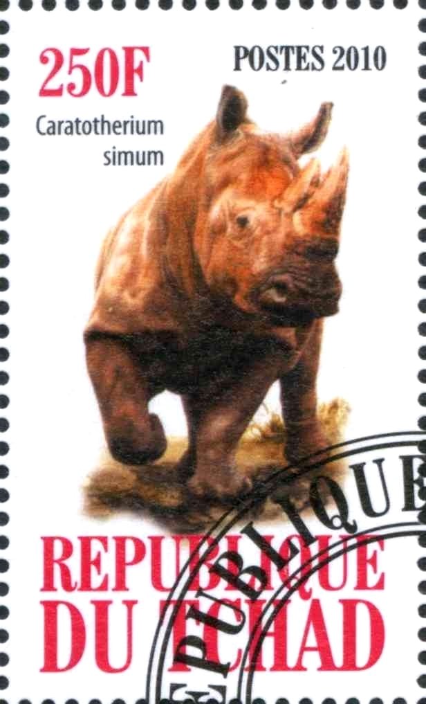 Caratotherium simum