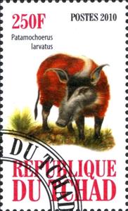 Stamp, Patamochoerus larvatus, Cinderellas,  