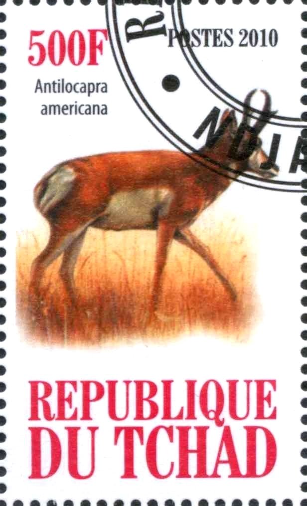 Pronghorn (Antilocapra americana)