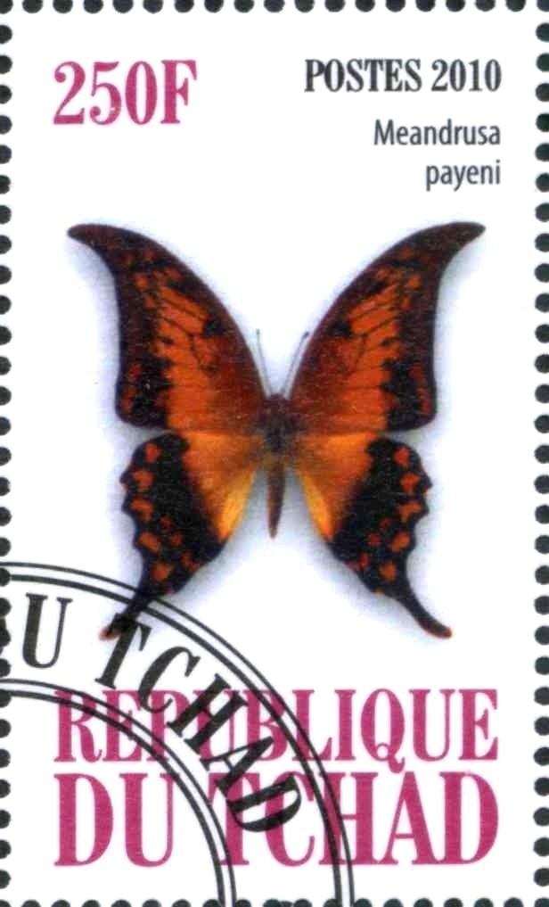 Meandrusa payeni