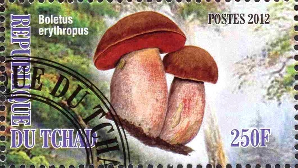 Boletus erythtopus