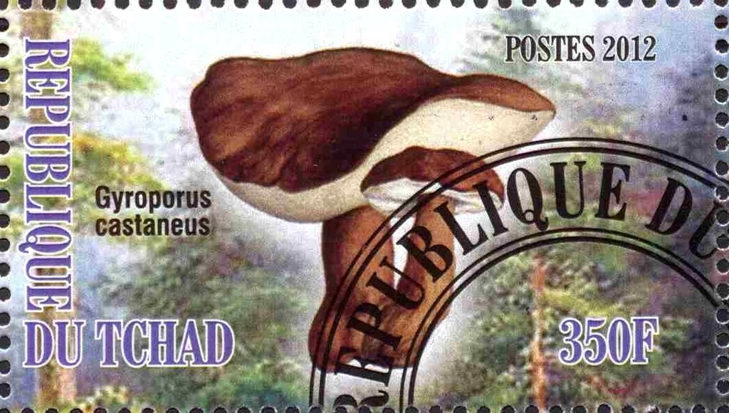 Gyroporus castaneus