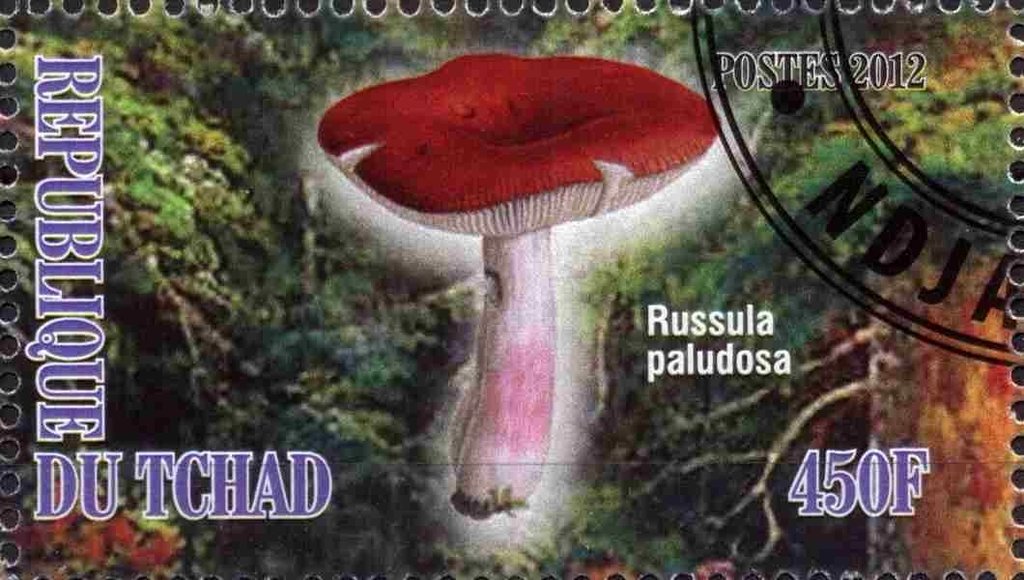 Russula paludosa