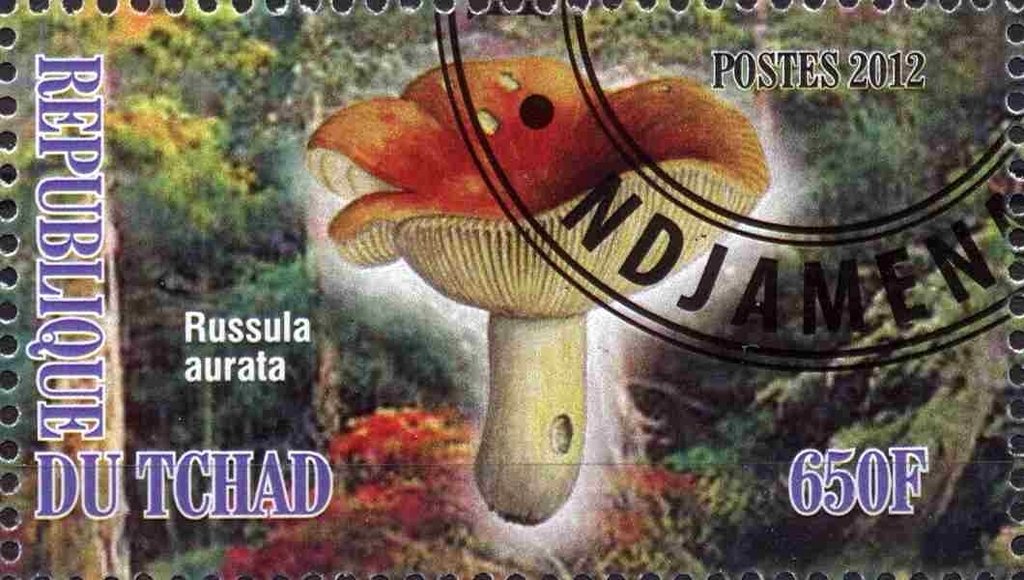 Russula aurata