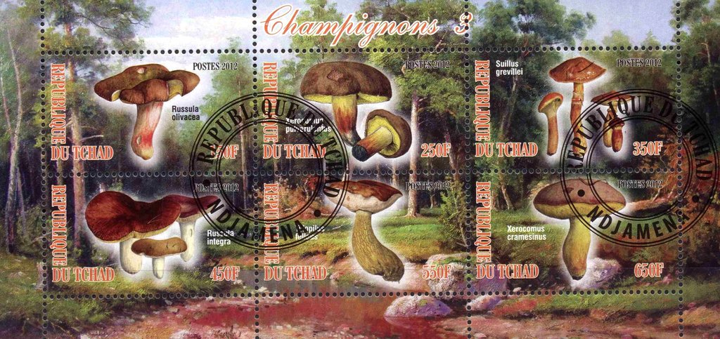 Champignons 3
