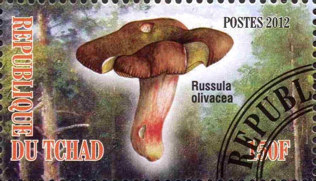 Russula olivacea