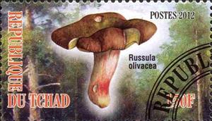 Stamp, Russula olivacea, Cinderellas,  , Mushrooms