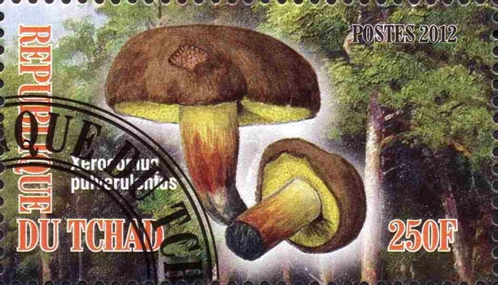 Xerocomus pulverulentus