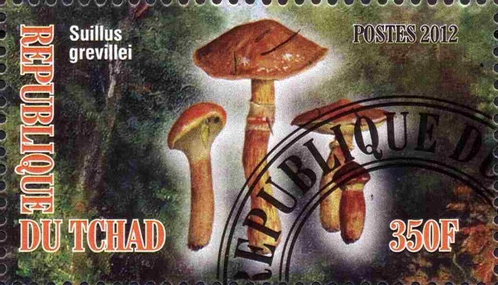 Suillus grevillei