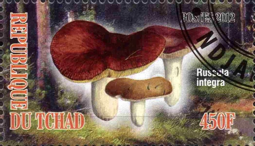 Russula integra