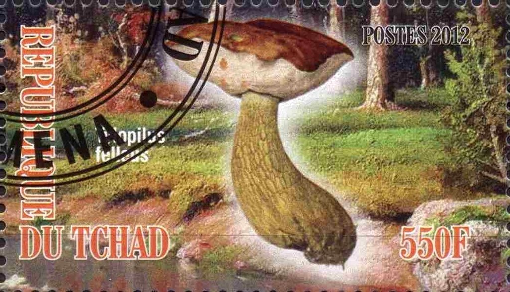 Tylopilus felleus