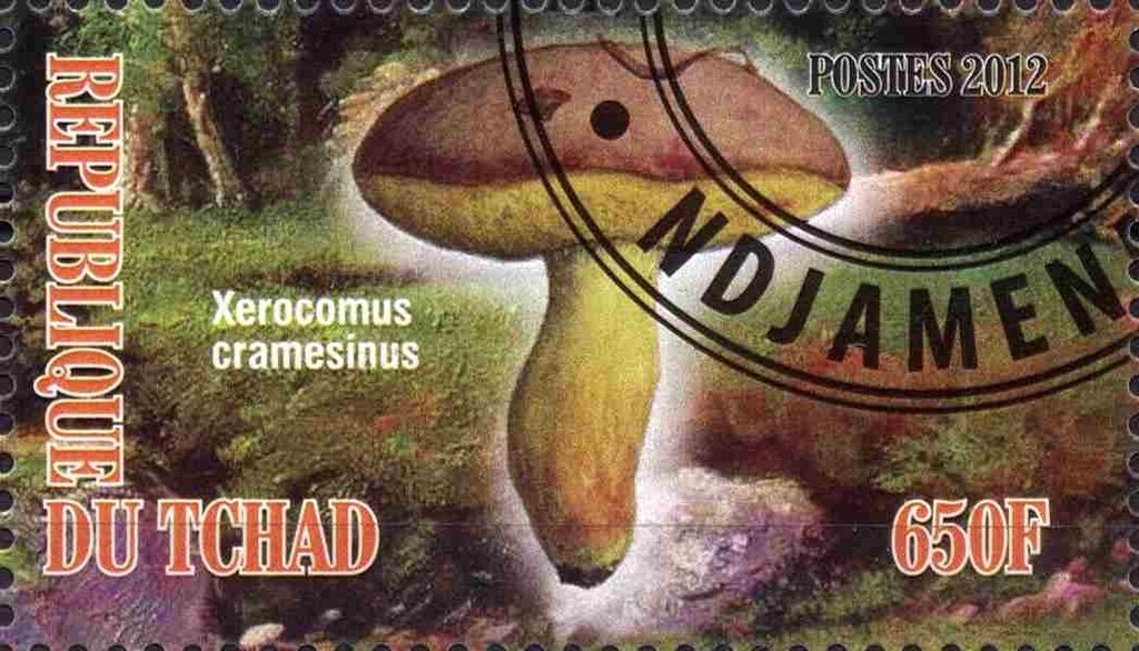 Xerocomus cramesinus