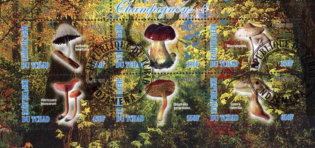 Champignons 4