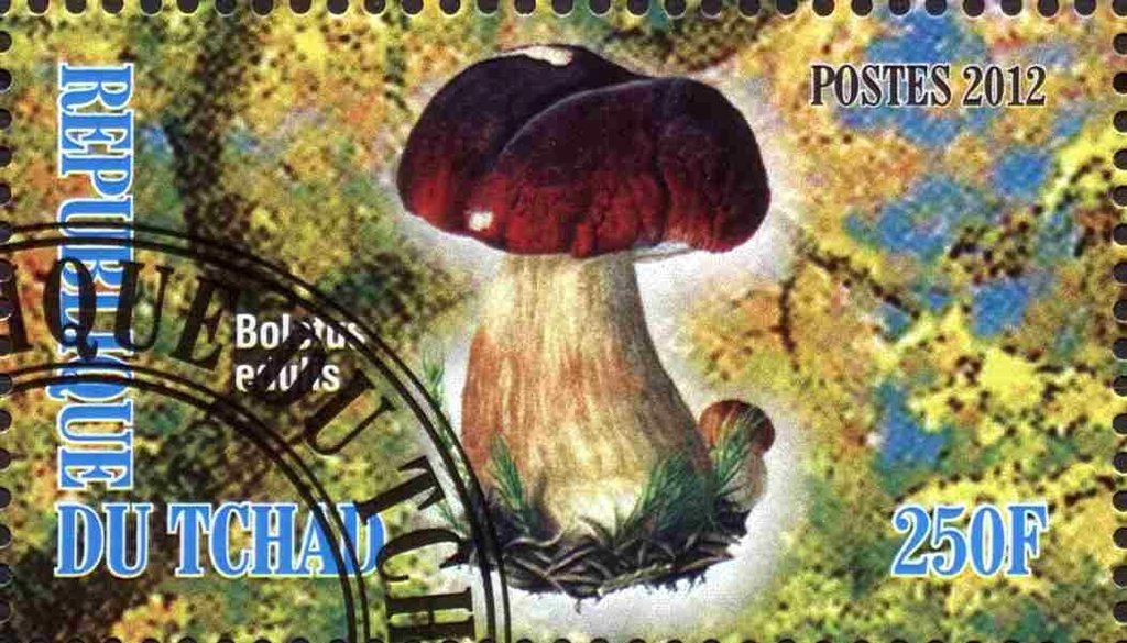 Cep (Boletus edulis)
