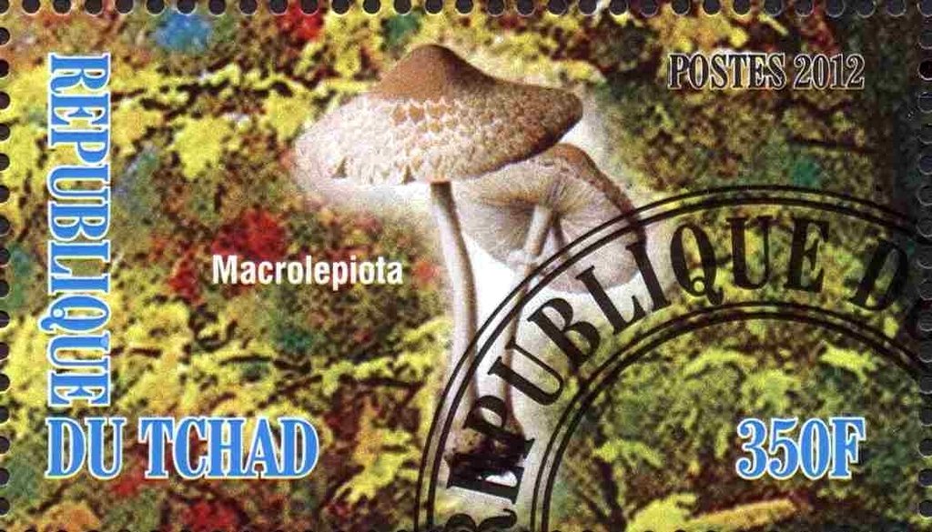 Macrolepiota