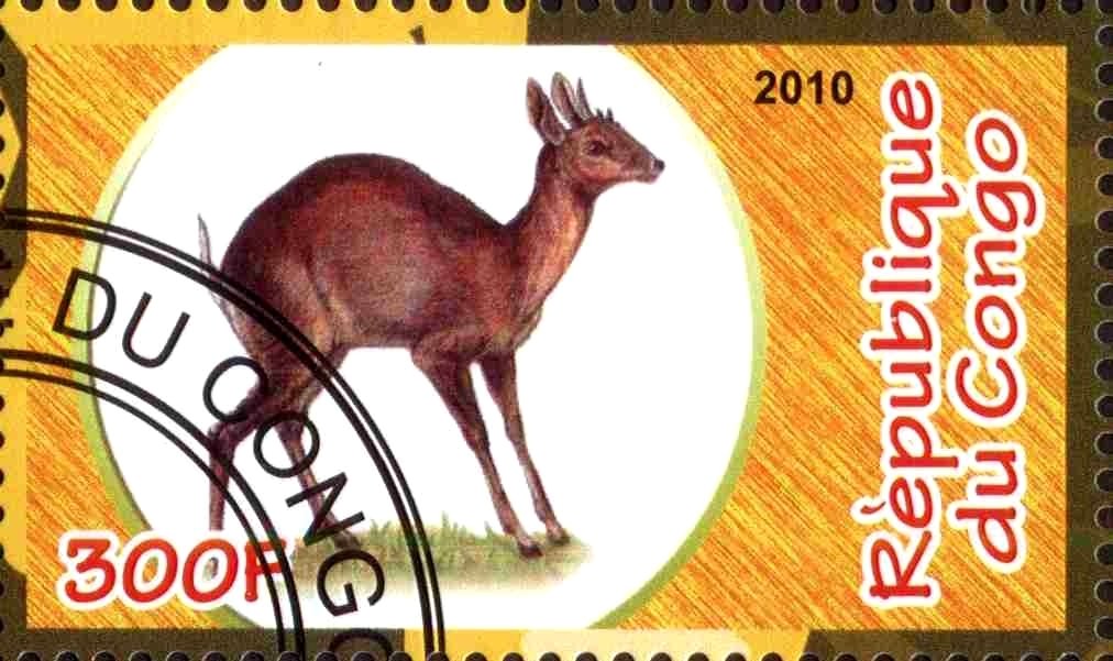 Fauna