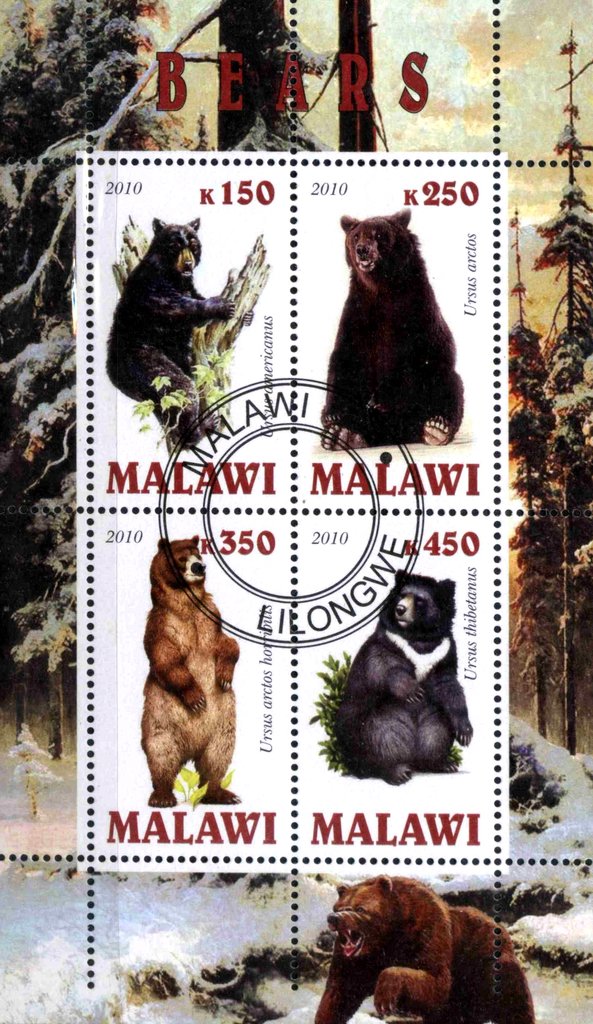 Bears