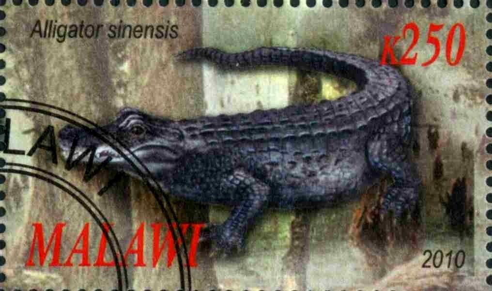 Alligator sinensis