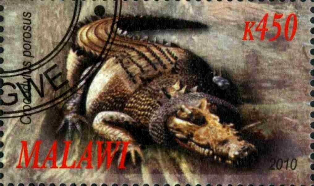 Crocodylus porosus