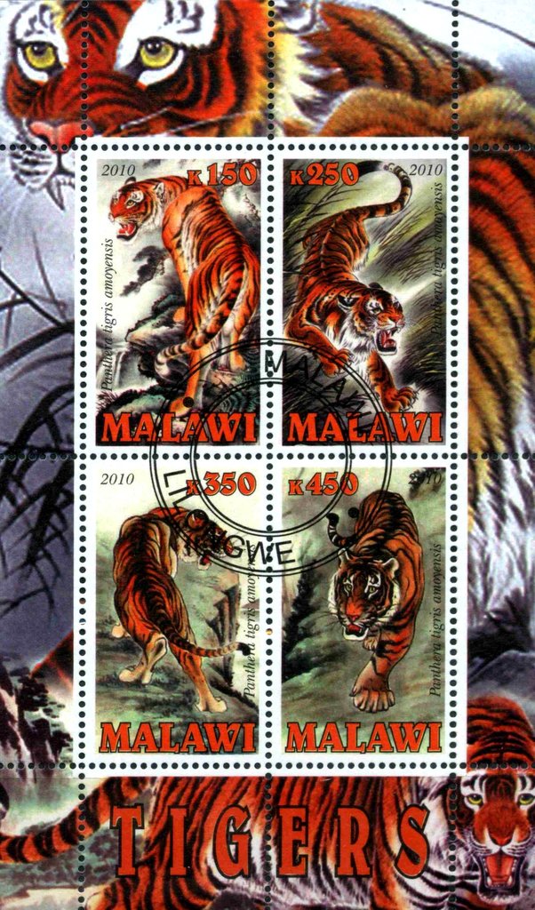 Tigers