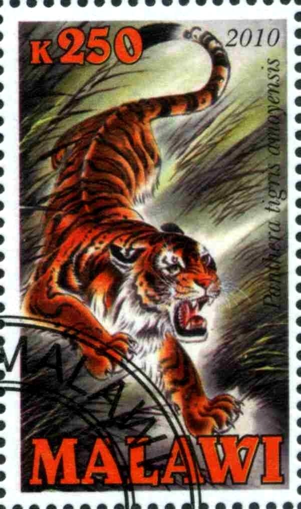 Panthera tigris amoyensis