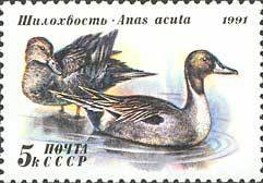 Northern Pintail (Anas acuta)