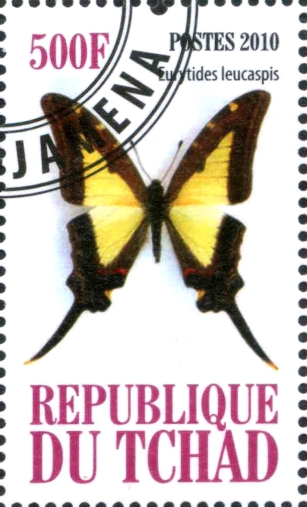Eurytides leucaspis