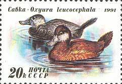 White-headed Duck (Oxyura leucocephala)