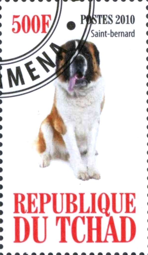 Saint-bernard