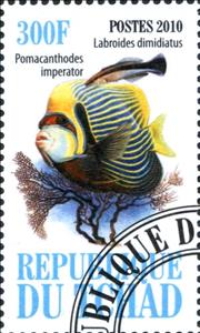 Stamp, Labroides dimidiatus, Cinderellas,  , Fishes
