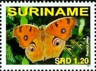 Peacock Pansy (Junonia almana)