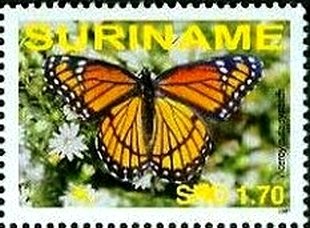 Viceroy (Limenitis archippus)