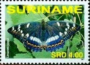 Poplar Admiral (Limenitis populi)