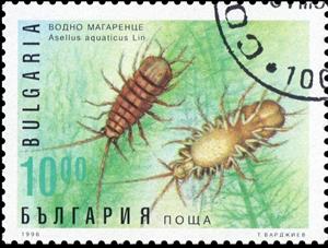 Stamp, Waterlouse (Asellus aquaticus), Bulgaria,  , Animals (Fauna)