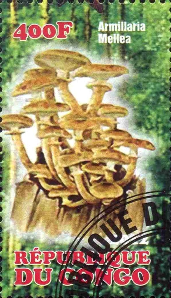 Mushrooms