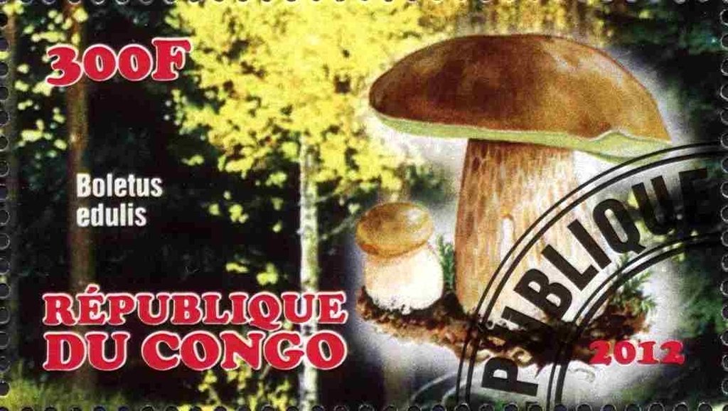 Cep (Boletus edulis)