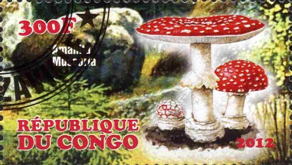 Amanita muscaria