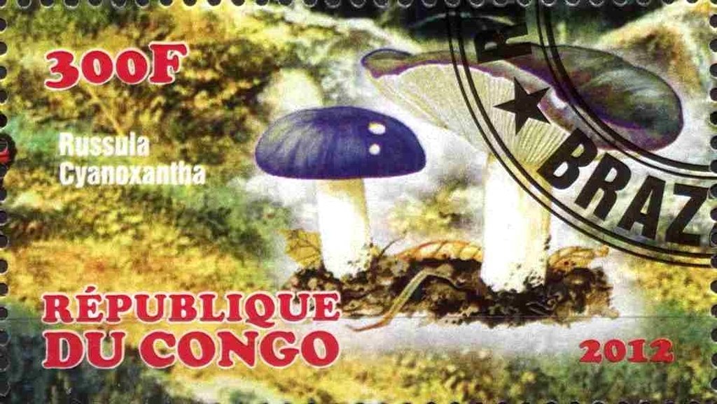 Russula cyanoxantha