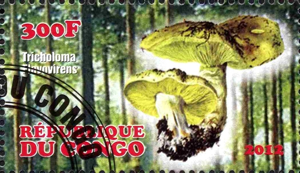 Tricholoma flavovirens