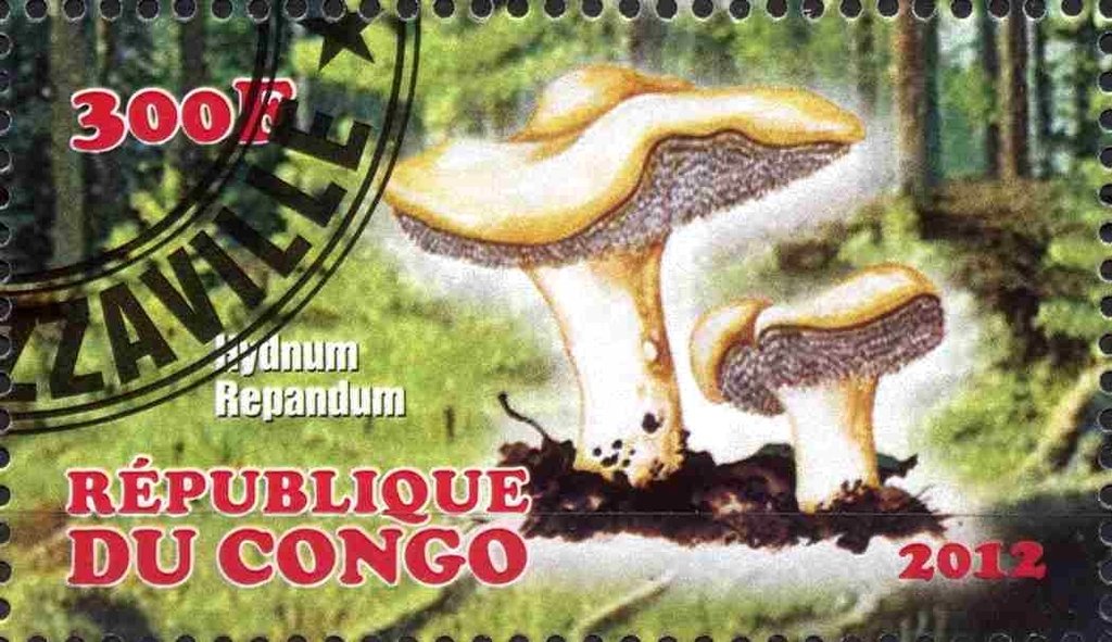 Hydnum repandum