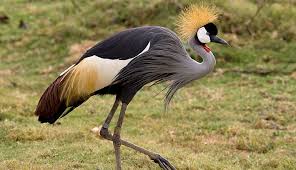 Cranes (Birds)