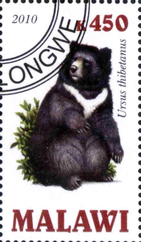 Ursus thibetanus