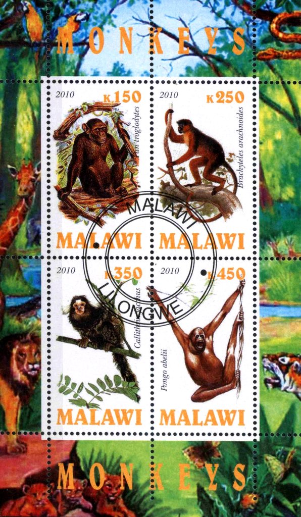 Monkeys