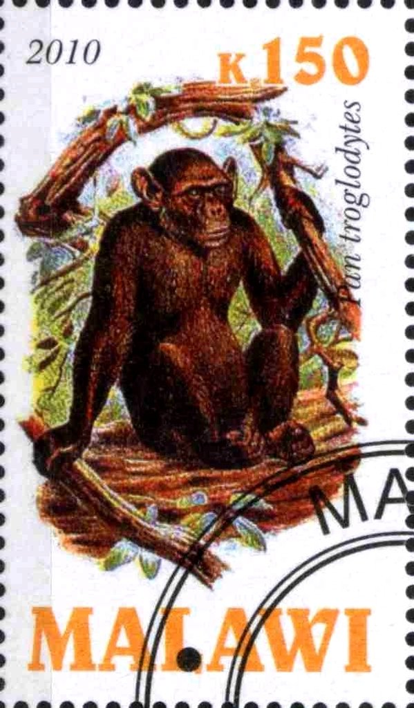 Pan troglodytes