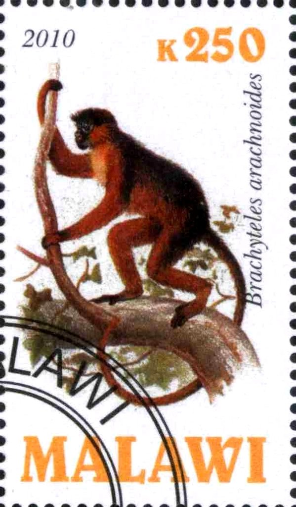 Brachyteles arachnoides